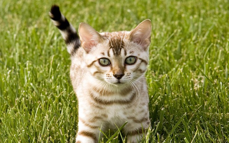 安卓手机宠物 猫 喵星人高清壁纸