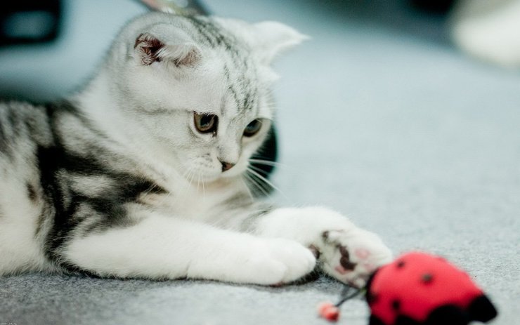 安卓手机宠物 猫 喵星人高清壁纸