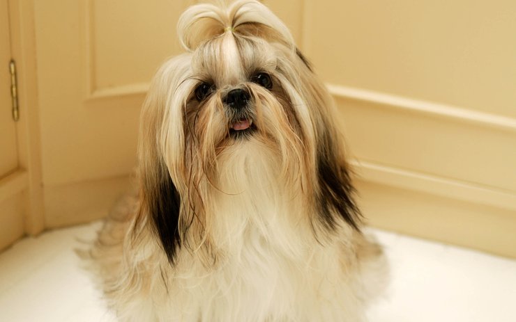 安卓手机宠物 狗 汪星人 西施犬高清壁纸