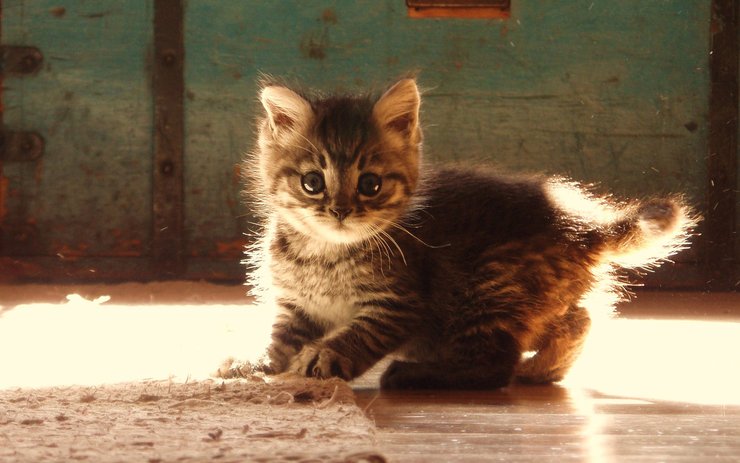 安卓手机宠物 猫 喵星人高清壁纸