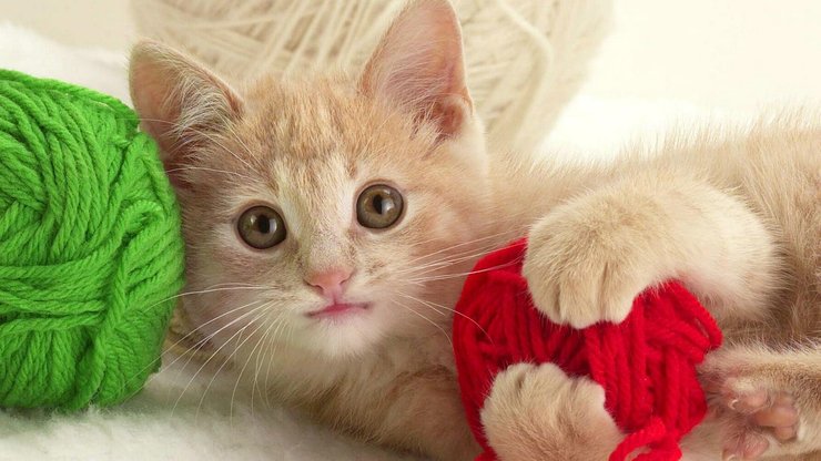 安卓手机宠物 猫 喵星人高清壁纸