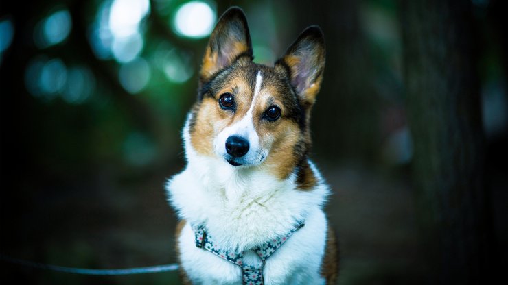 安卓手机宠物 狗 汪星人 柯基犬高清壁纸