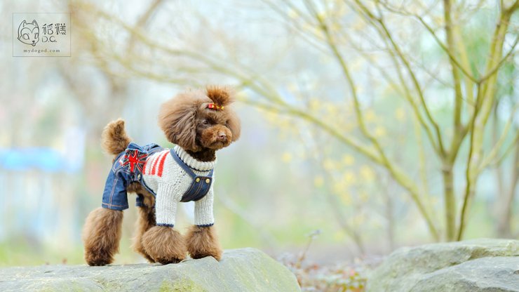 安卓手机宠物 狗 汪星人 泰迪犬高清壁纸