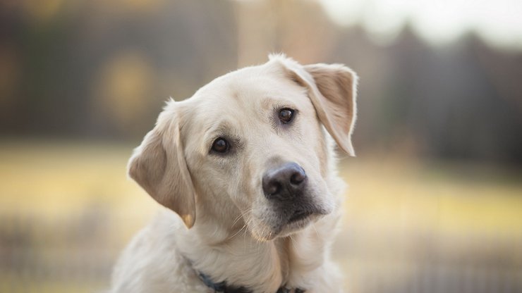安卓手机宠物 狗 汪星人 拉布拉多犬高清壁纸