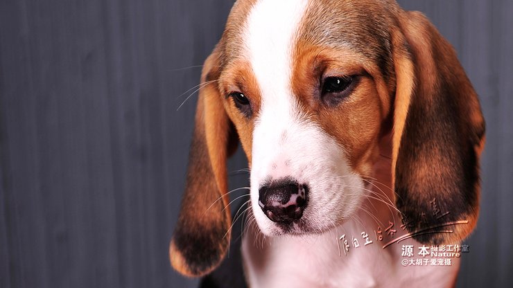 安卓手机宠物 狗 汪星人 比格猎犬高清壁纸