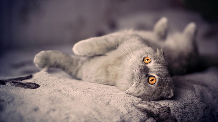 安卓手机宠物 猫 喵星人高清壁纸