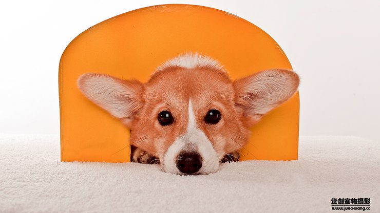 安卓手机宠物 狗 汪星人 柯基犬高清壁纸