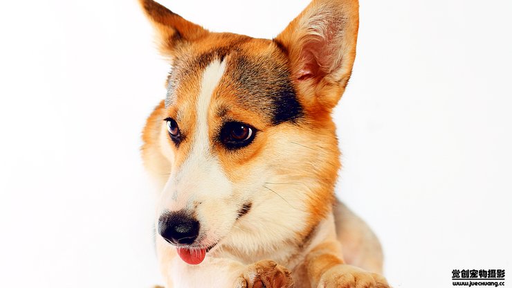 安卓手机宠物 狗 汪星人 柯基犬高清壁纸