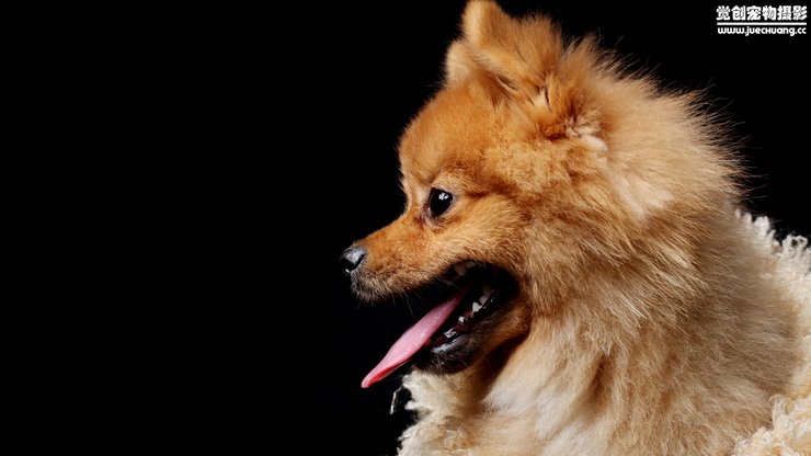 安卓手机宠物 狗 汪星人 博美犬高清壁纸