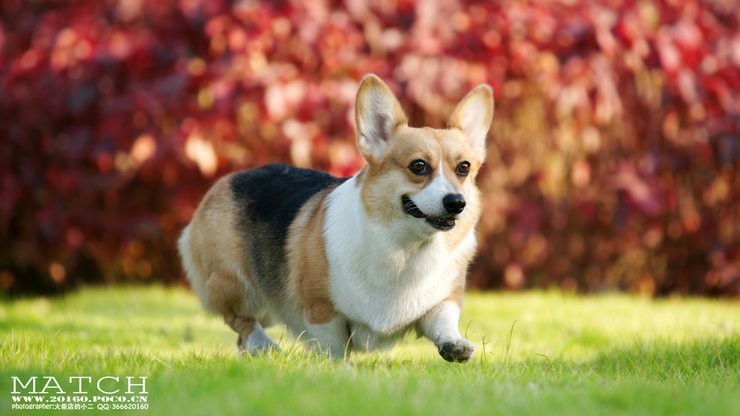 安卓手机宠物 狗 汪星人 柯基犬高清壁纸