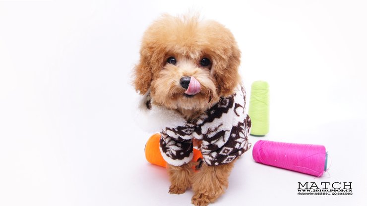 安卓手机宠物 狗 汪星人 泰迪犬高清壁纸