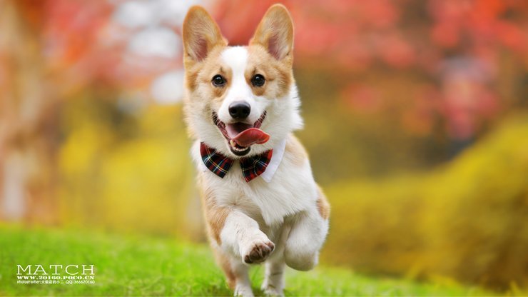 安卓手机宠物 狗 汪星人 柯基犬高清壁纸