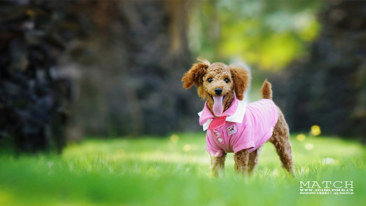 安卓手机宠物 狗 汪星人 泰迪犬高清壁纸
