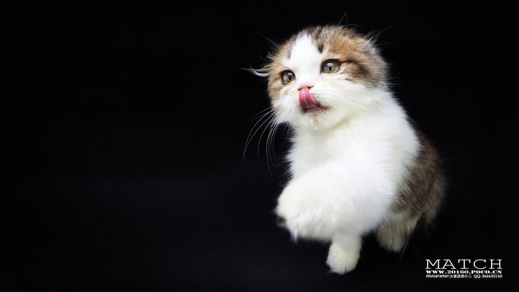 安卓手机宠物 猫 喵星人高清壁纸