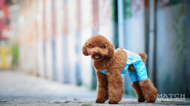 安卓手机宠物 狗 汪星人 泰迪犬高清壁纸