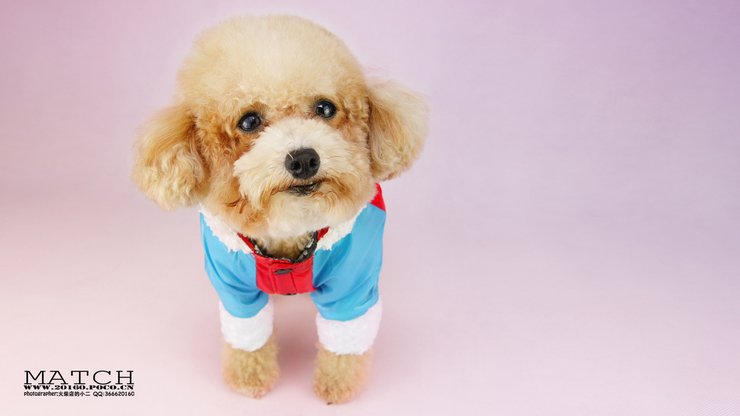 安卓手机宠物 狗 汪星人 泰迪犬高清壁纸