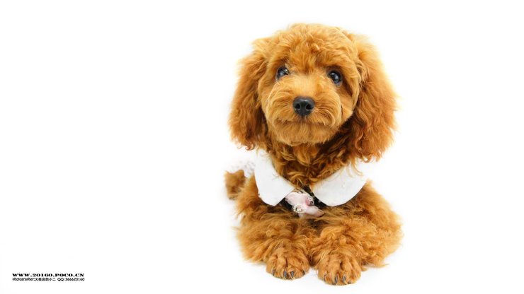 安卓手机宠物 狗 汪星人 泰迪犬高清壁纸