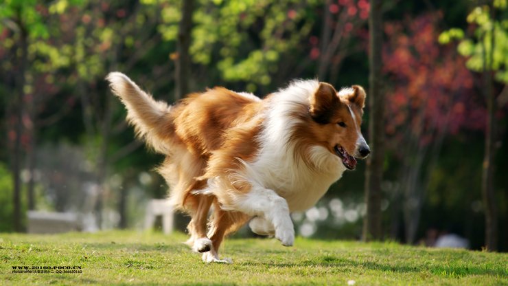 安卓手机宠物 狗 汪星人 苏格兰牧羊犬 苏牧高清壁纸