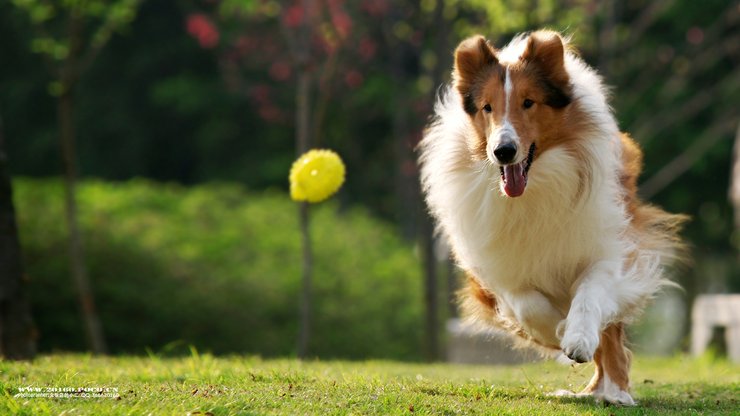 安卓手机宠物 狗 汪星人 苏格兰牧羊犬 苏牧高清壁纸