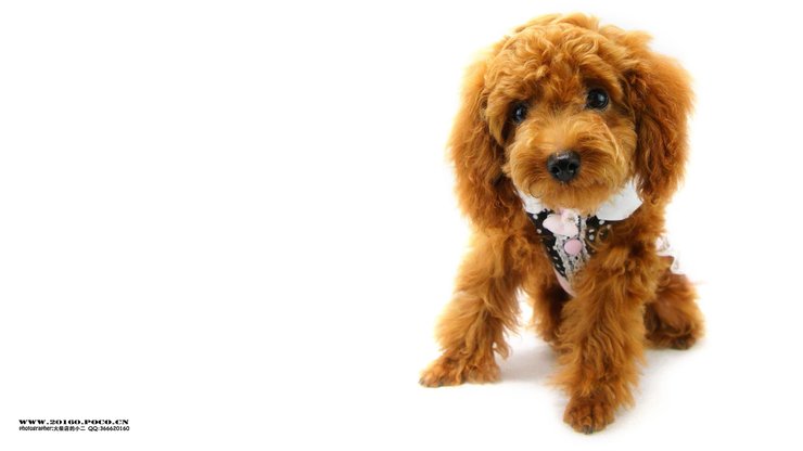 安卓手机宠物 狗 汪星人 泰迪犬高清壁纸