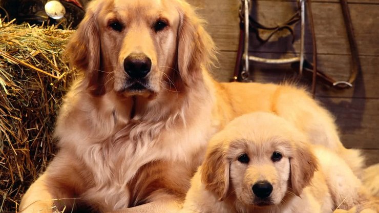 安卓手机宠物 狗 汪星人 金毛犬高清壁纸