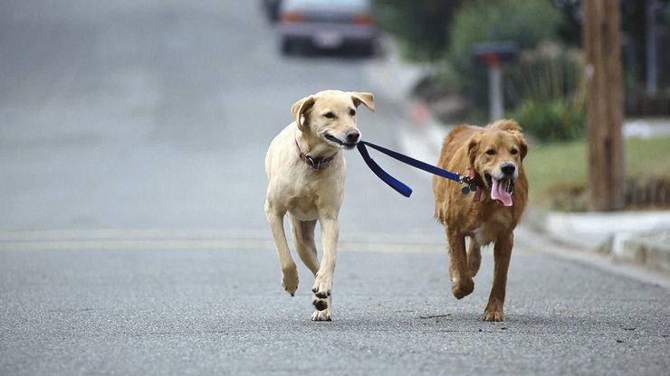 安卓手机宠物 狗 汪星人 拉布拉多犬 金毛犬高清壁纸