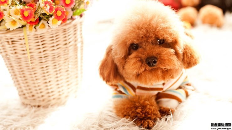 安卓手机宠物 狗 汪星人 泰迪犬高清壁纸