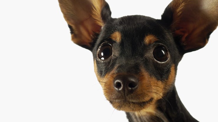 安卓手机宠物 狗 汪星人 吉娃娃犬高清壁纸