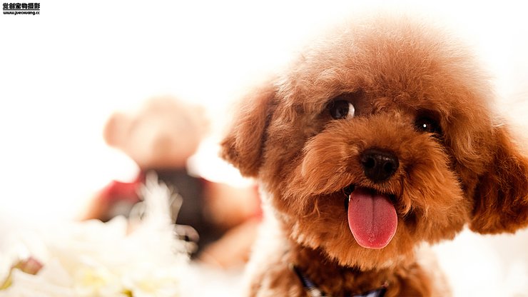 安卓手机宠物 狗 汪星人 泰迪犬高清壁纸