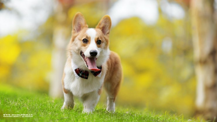 安卓手机宠物 狗 汪星人 柯基犬高清壁纸