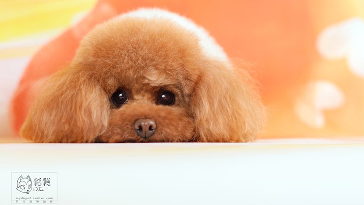 安卓手机宠物 狗 汪星人 泰迪犬高清壁纸