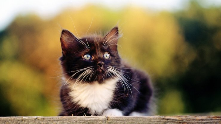 安卓手机萌宠 猫 喵星人 可爱 古灵精怪高清壁纸