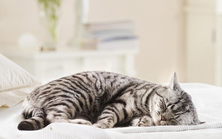 安卓手机萌宠 动物 可爱 萌物 宠物 喵星人 猫 睡觉中 儿童桌面专用高清壁纸