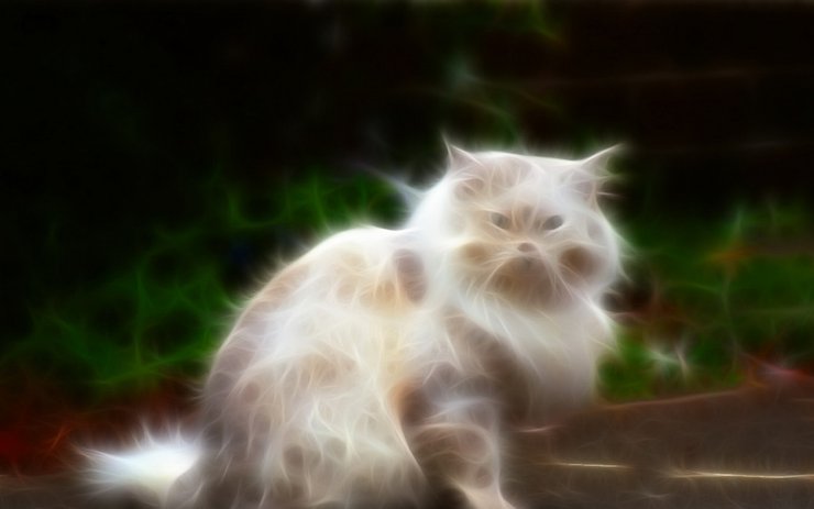 安卓手机光线 描绘 猫科 动物高清壁纸