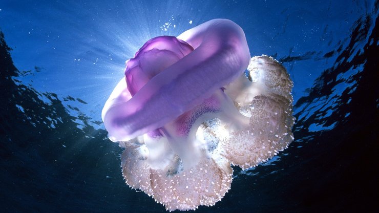 安卓手机萌宠 海洋生物 水母 可爱 宽屏高清壁纸