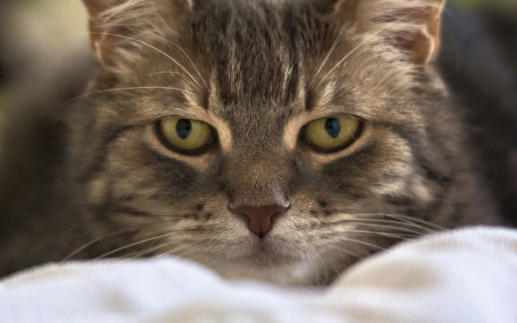 安卓手机萌宠 动物 可爱 萌物 宠物 喵星人 猫 儿童桌面专用高清壁纸