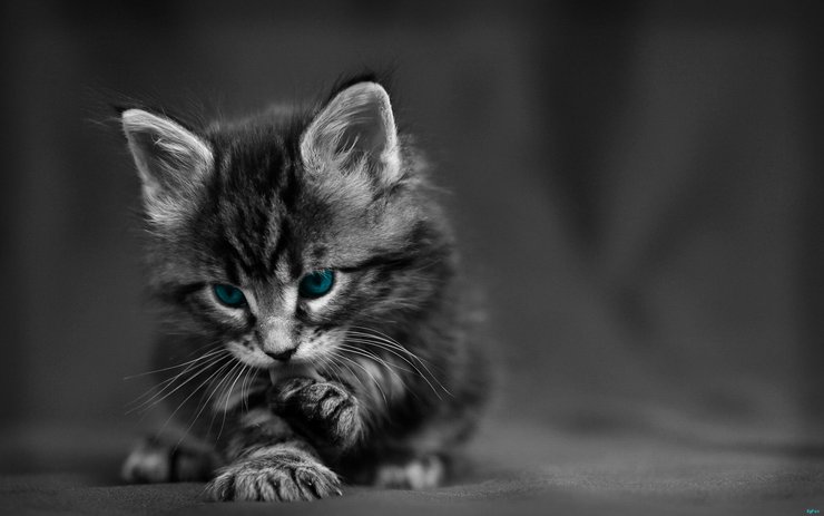 安卓手机萌宠 动物 可爱 萌物 宠物 喵星人 猫 可怜巴巴 卖萌图 儿童桌面专用高清壁纸