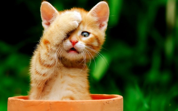 安卓手机萌宠 动物 可爱 萌物 宠物 喵星人 猫 古灵精怪 儿童桌面专用高清壁纸