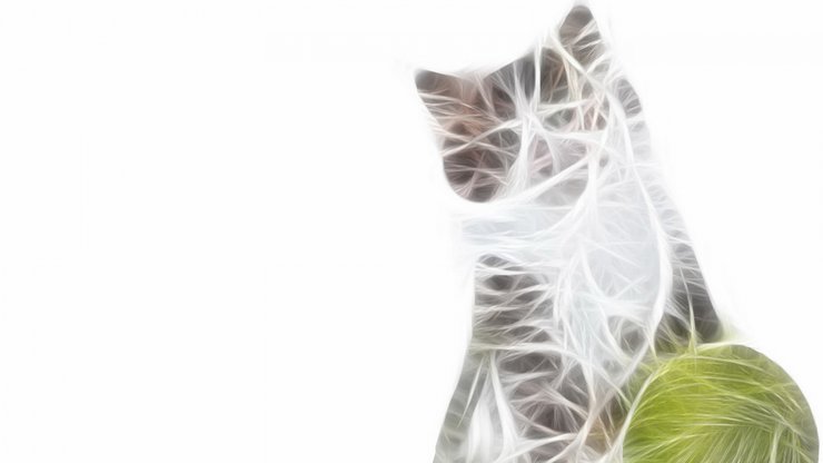 安卓手机光线 描绘 猫科 动物高清壁纸