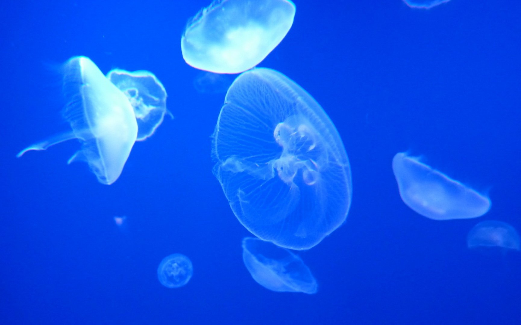 动物 海底世界 海洋生物-114kb_动物世界 动物 海底世界 海洋生物-114kb