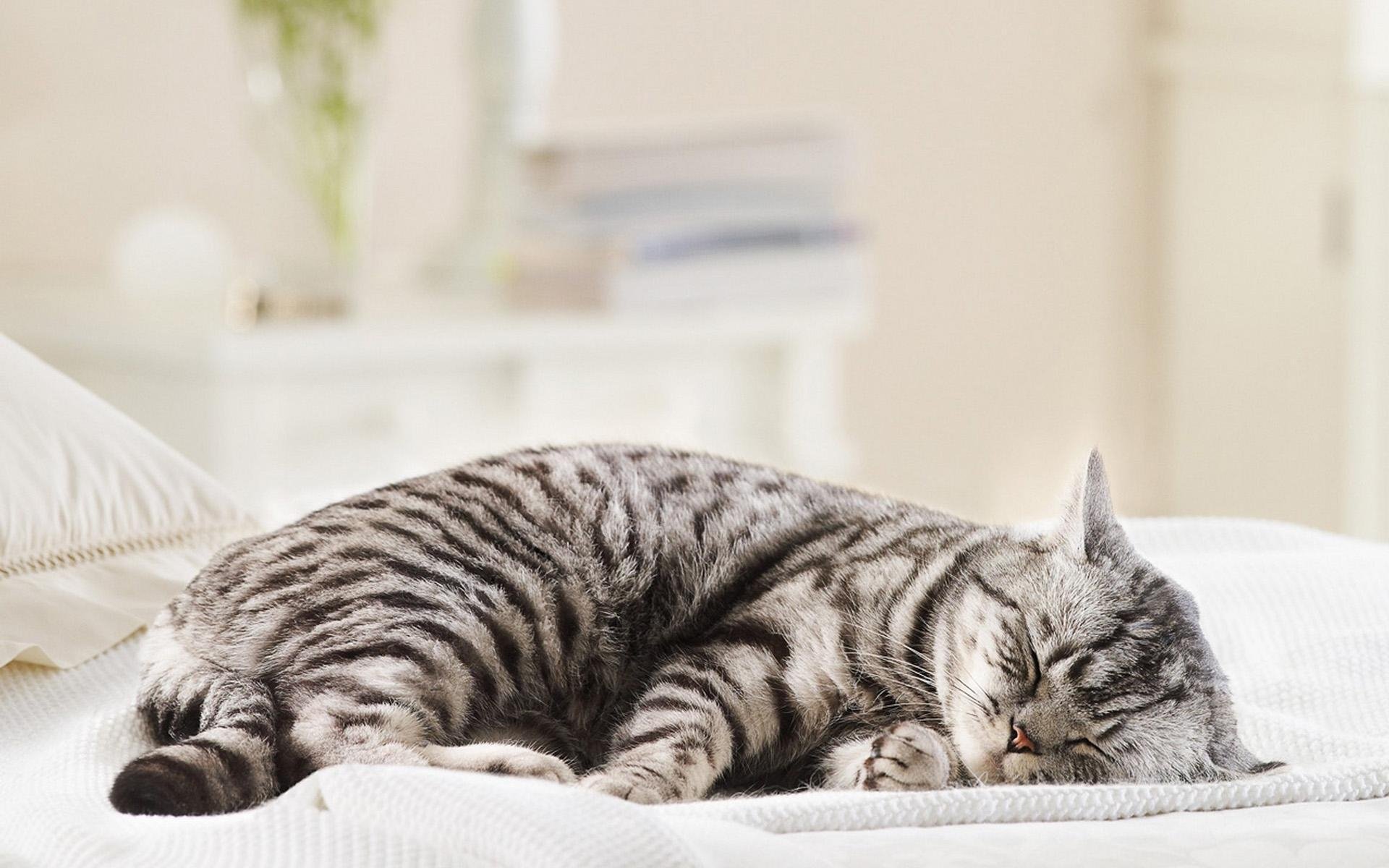 猫咪吃什么猫粮不掉毛亮毛 t0129e8d370093a246d.jpg