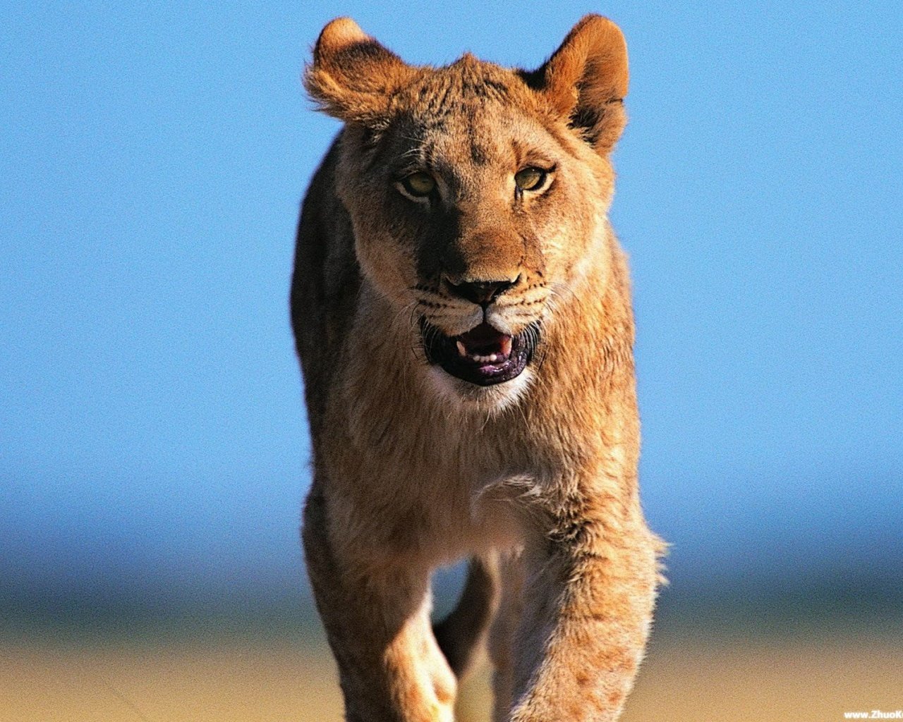 高清晰猫科猛兽动物摄影-狮子-豹-老虎