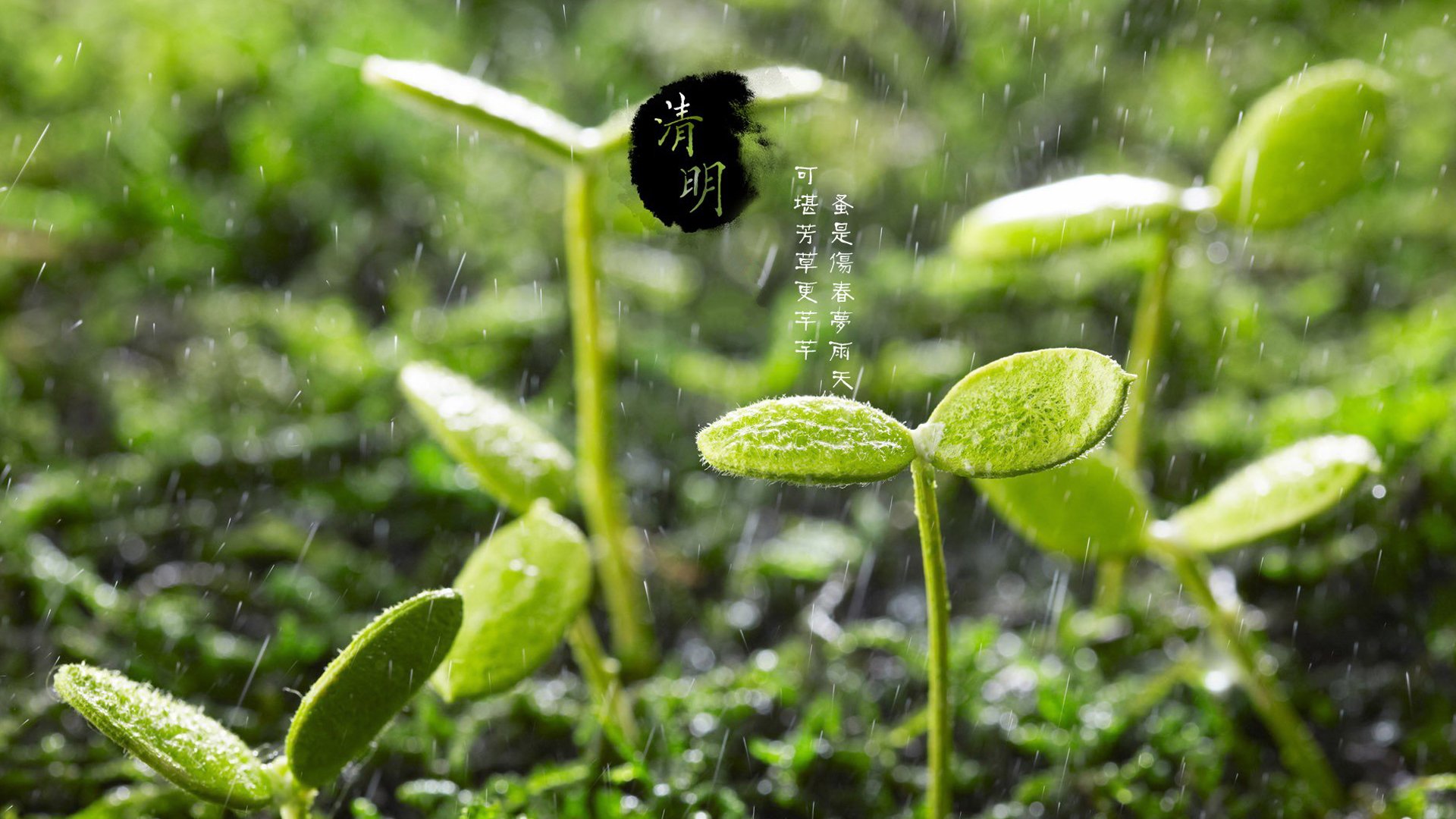 清明节,雨滴,绿芽,节日美图