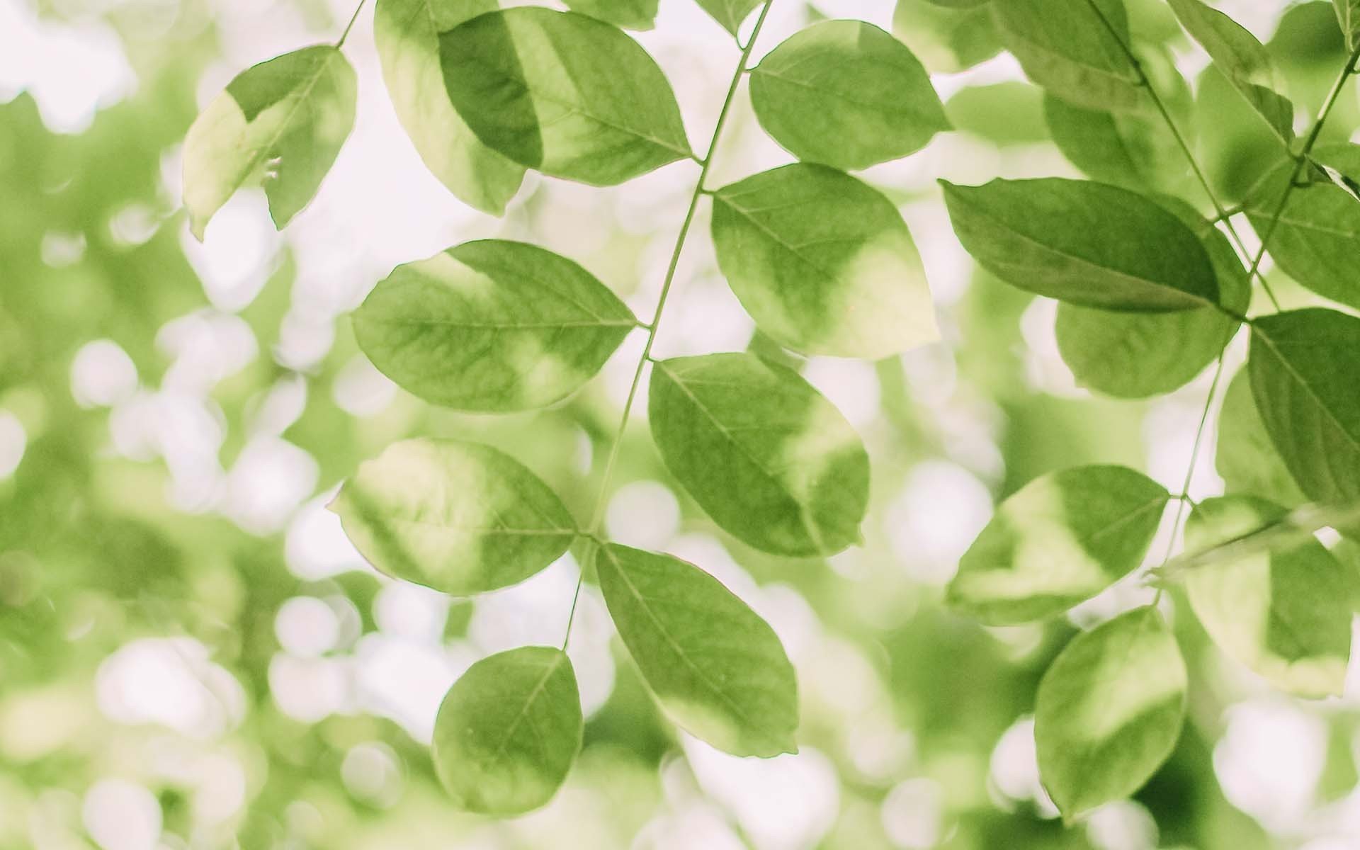 护眼壁纸,绿色,护眼,树叶,植物,小清新