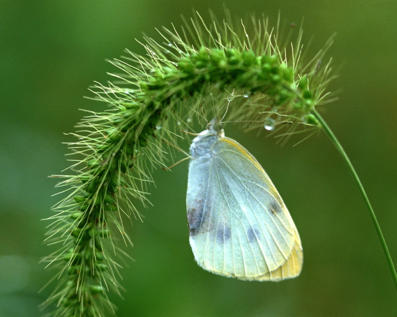  春 之 绿 植物 2012Y十一月16D 昆虫图 蝴蝶
