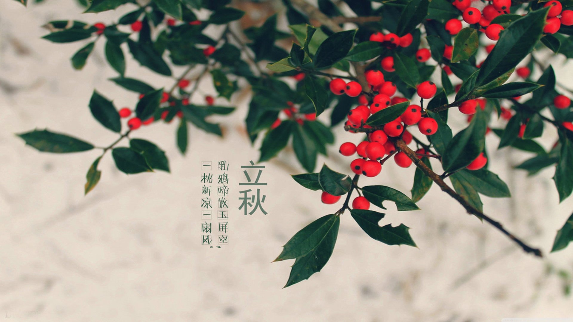 二十四节气,立秋,节日美图