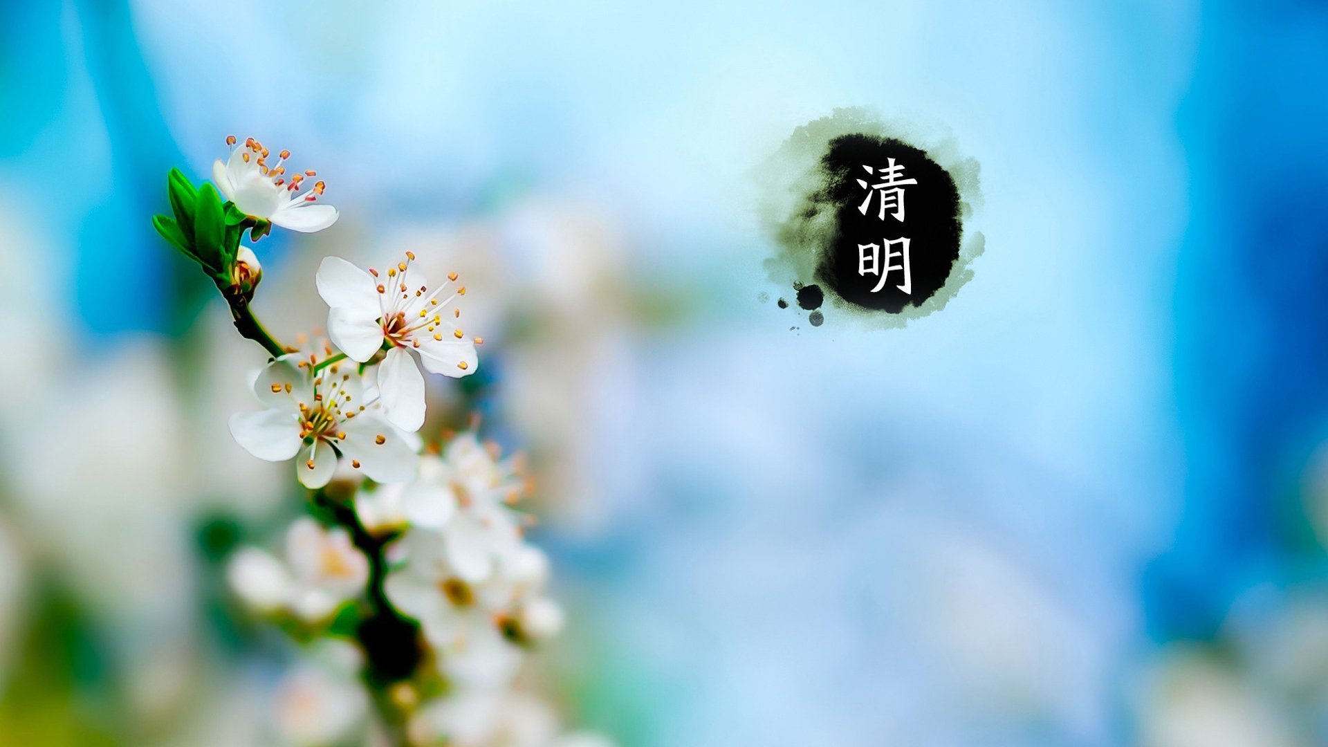 清明节,梨花,节日美图