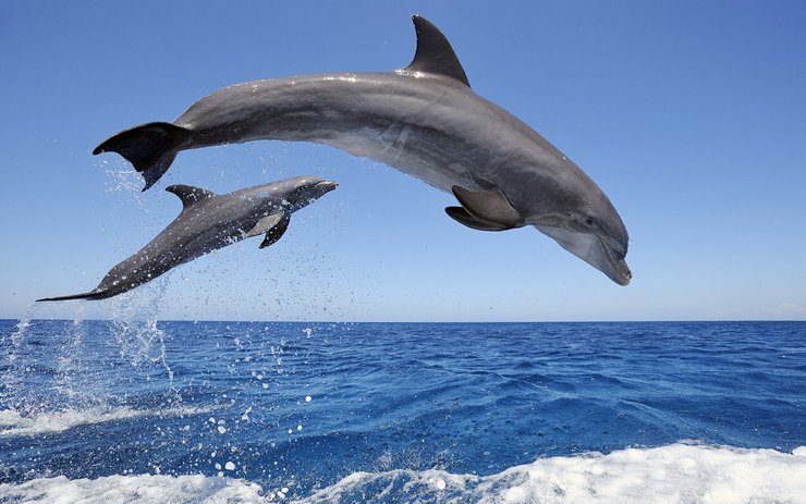 安卓海豚 大海 风景 风光 美景 旅游 自然 寂静 蓝色手机壁纸