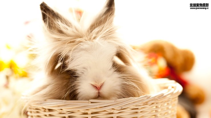安卓萌宠 觉创摄影 野生动物 兔子 可爱 卖萌图 觉创摄影手机壁纸
