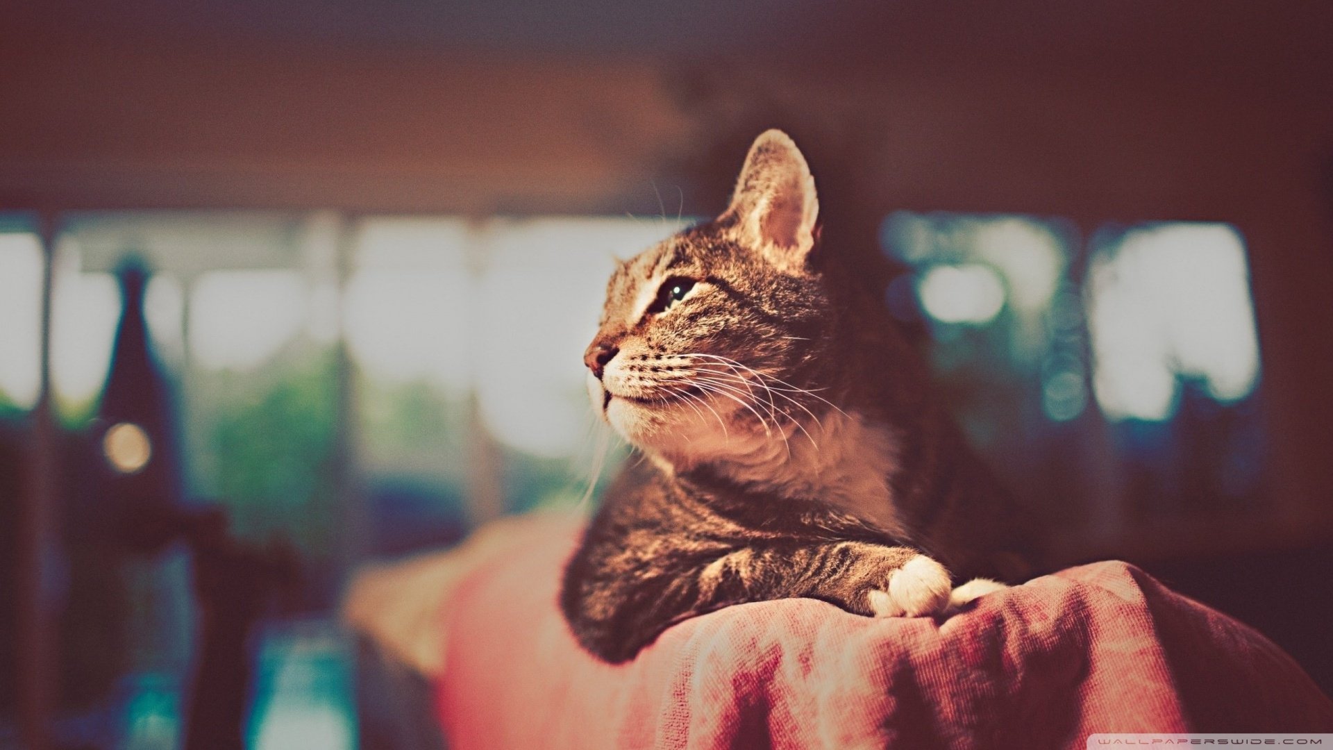 android安卓萌宠 猫 喵星人 可爱 卖萌图 古灵精怪高清手机壁纸免费